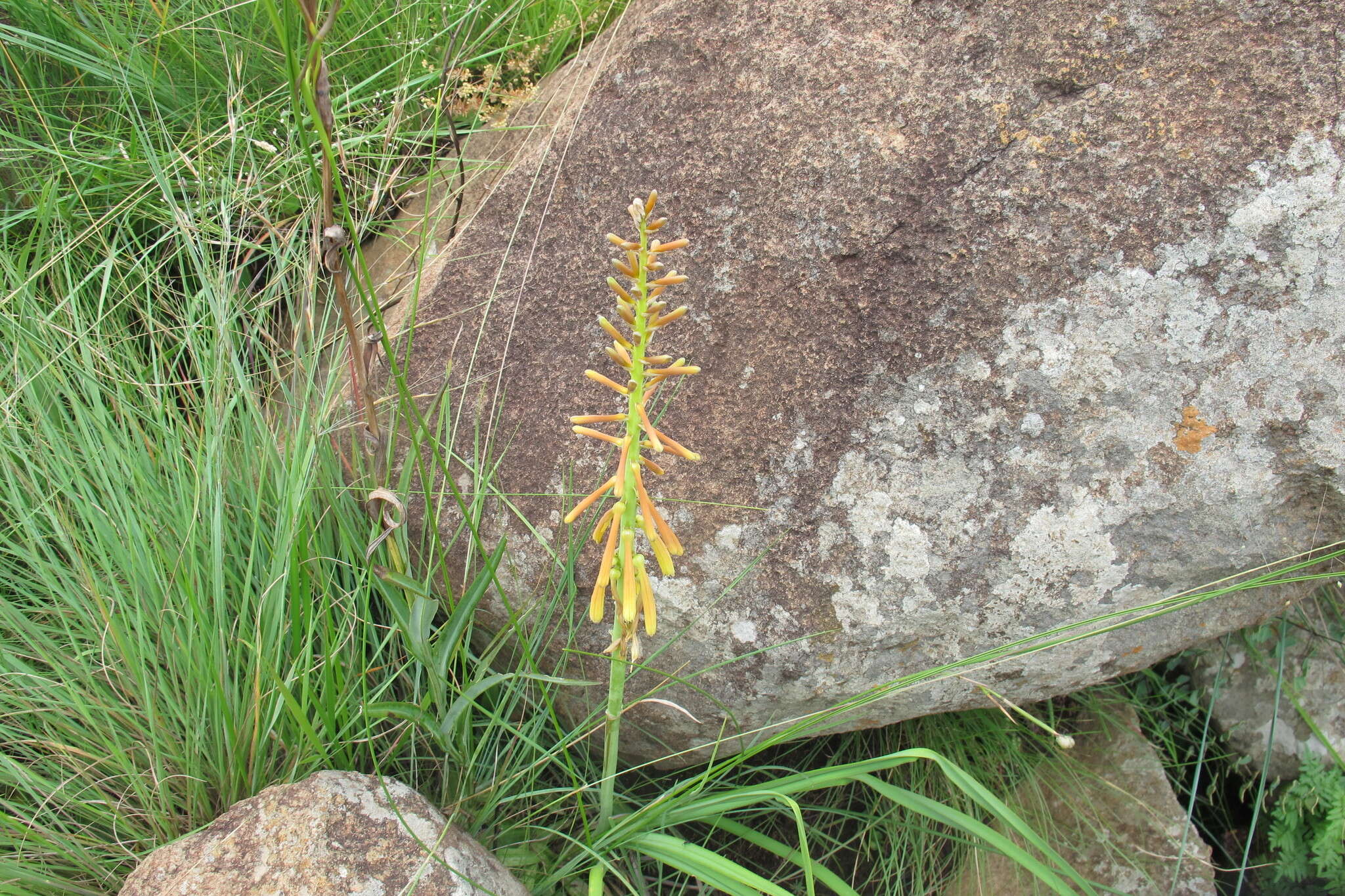 Image of Kniphofia laxiflora Kunth