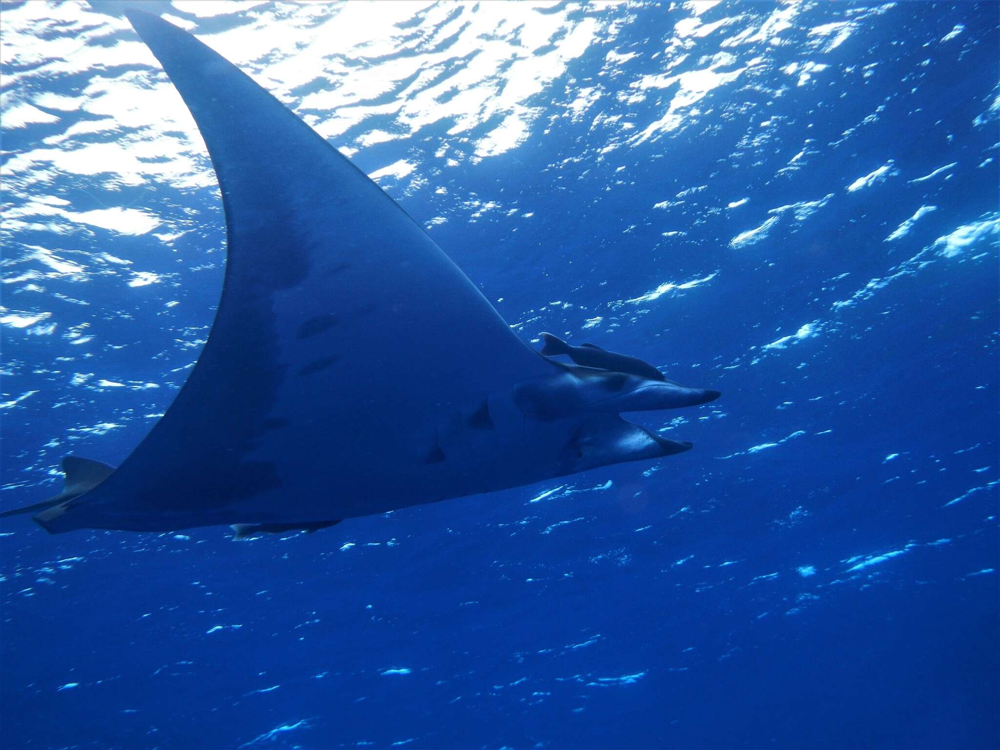 Image of Box Ray