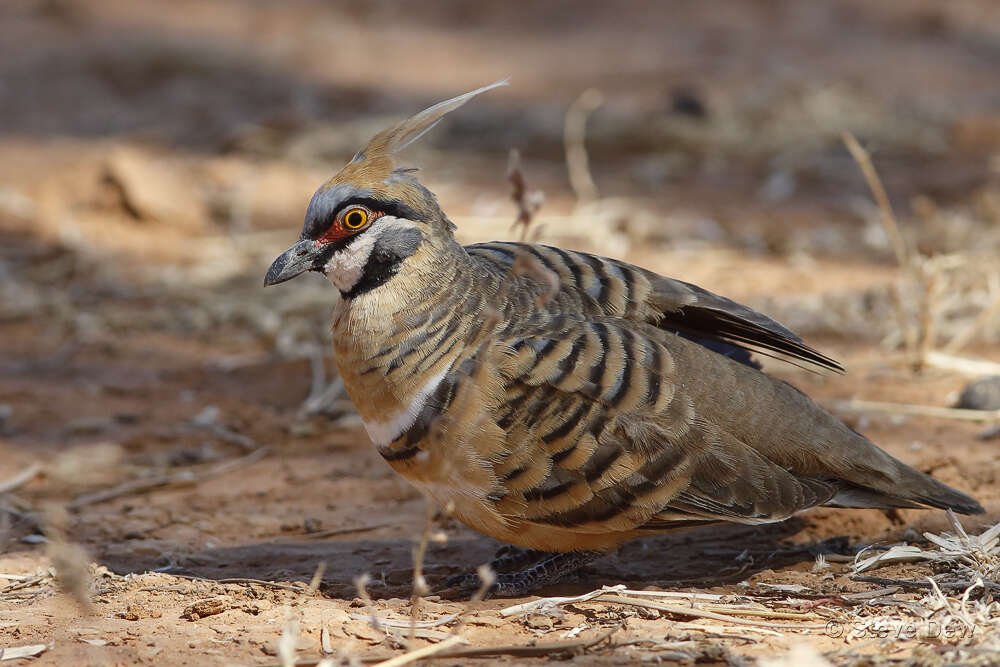 صورة Geophaps plumifera Gould 1842