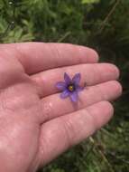 Image of Idaho blue-eyed grass