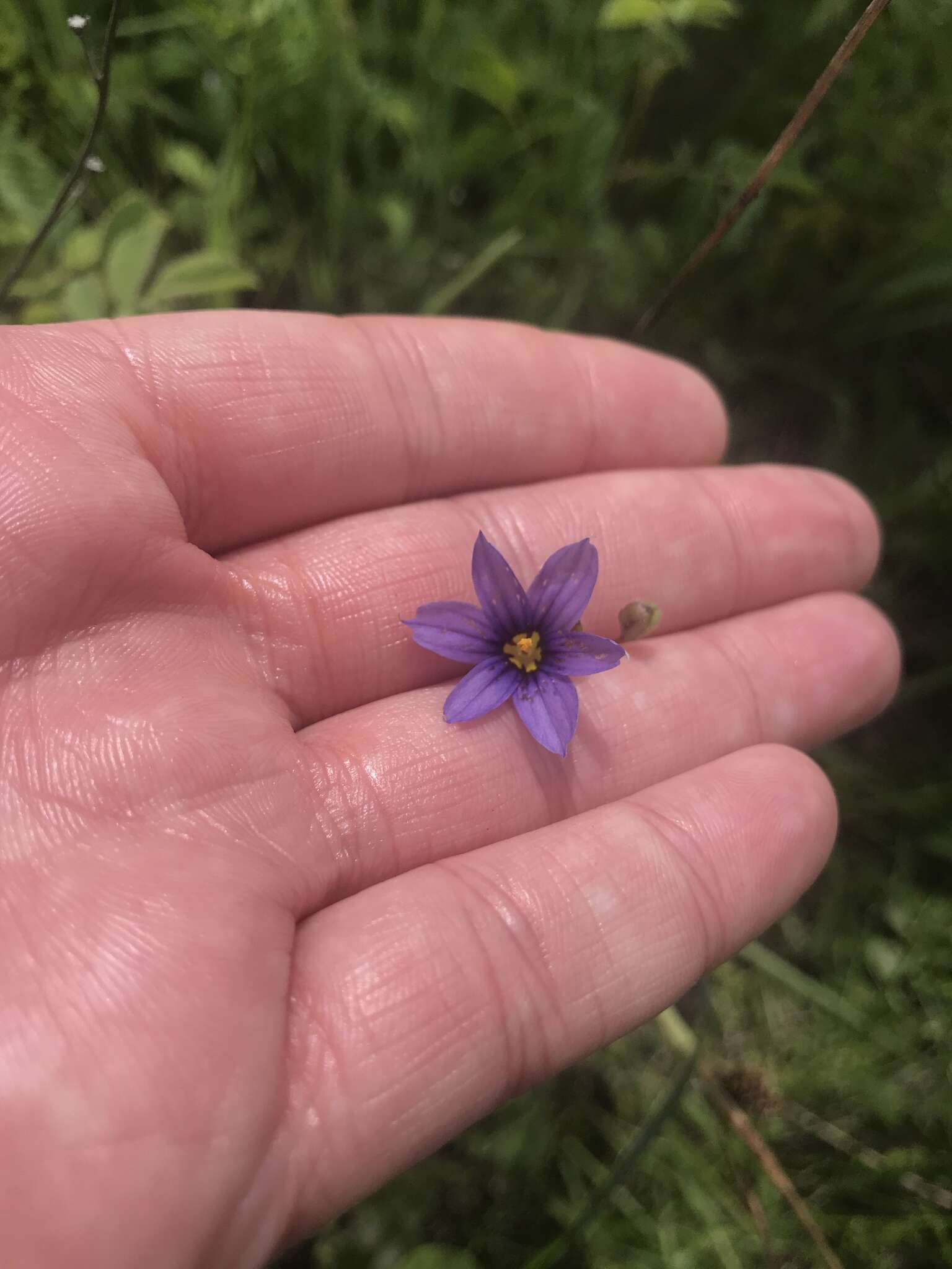 Image of Idaho blue-eyed grass