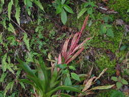 Image of Tillandsia deppeana Steud.