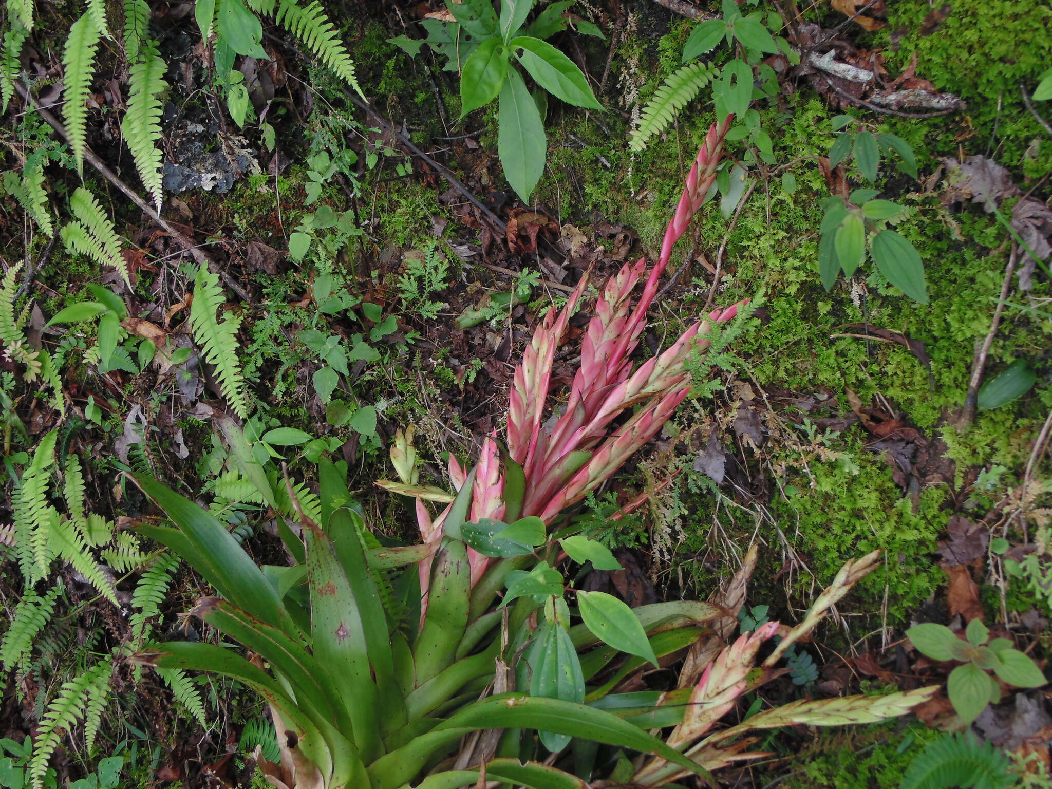 Image of Tillandsia deppeana Steud.