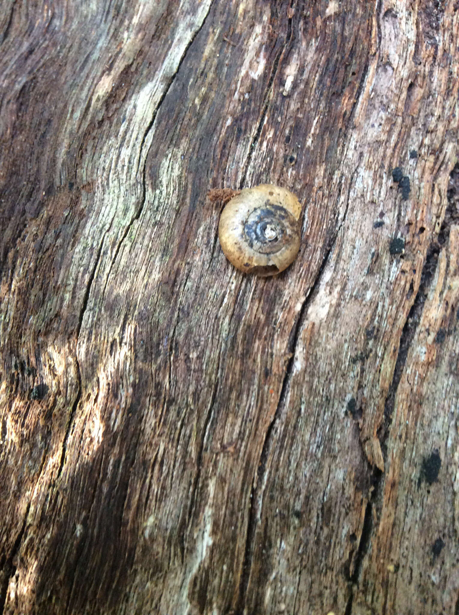 Image of Cellar glass-snail