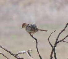 Image of Lesser Black-backed Cisticola