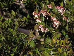 Image of Volcano Hummingbird