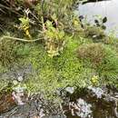 Sivun Utricularia chiribiquetensis Fernandez-Perez kuva