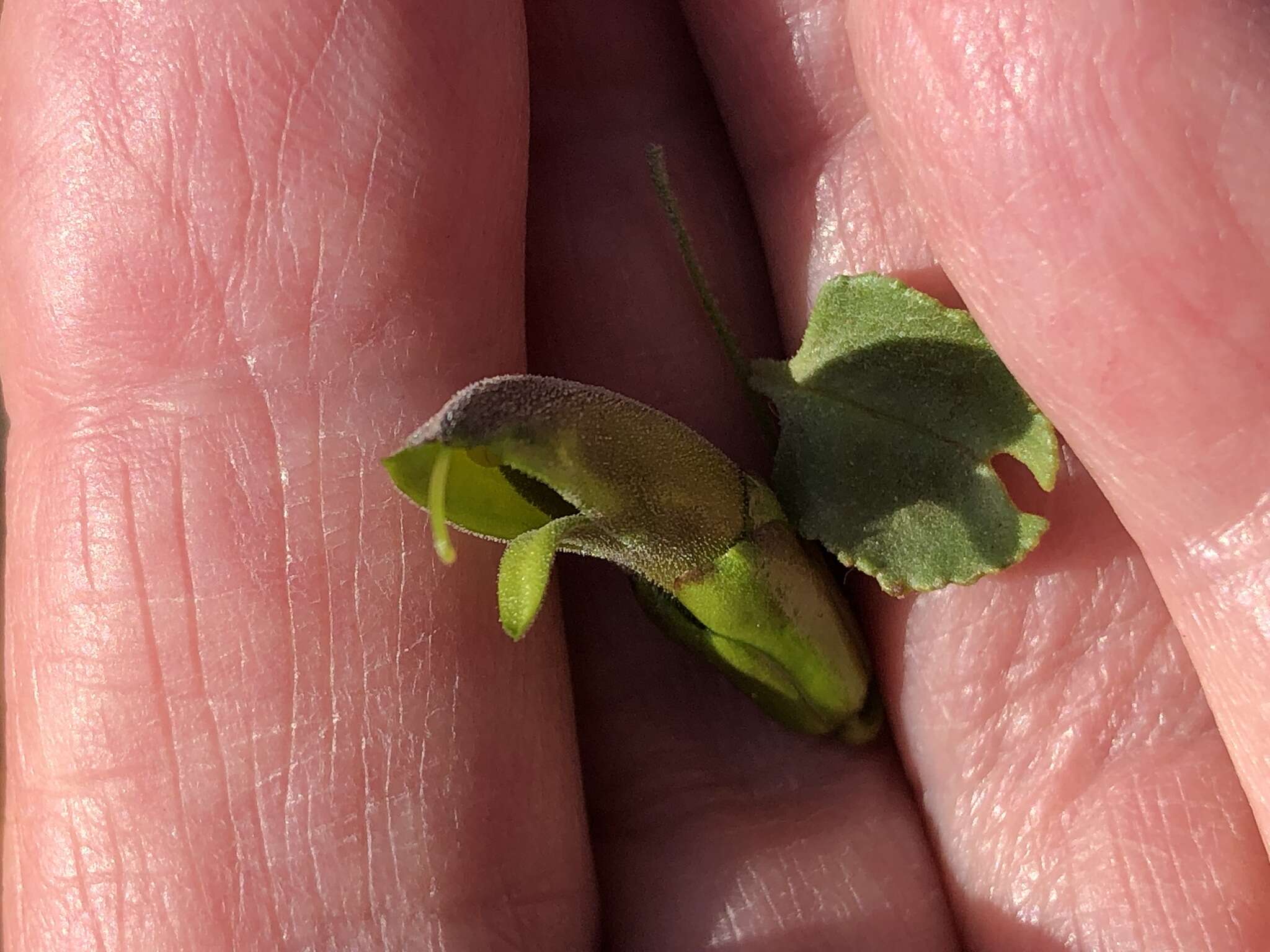 صورة Eremophila serrulata (A. DC.) Druce