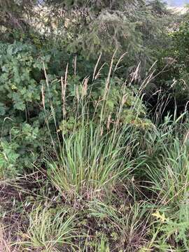 Image of Pacific reedgrass