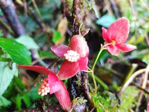 Image of Begonia maurandiae A. DC.