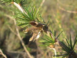 Image of Aspalathus uniflora L.