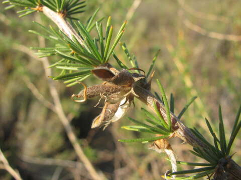 صورة Aspalathus uniflora L.