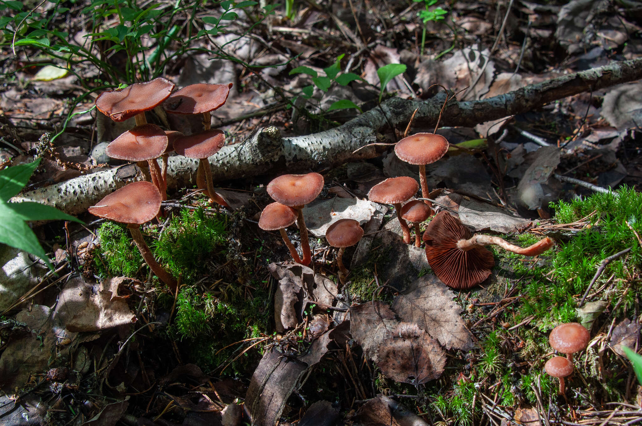 Image of Tubaria confragosa (Fr.) Harmaja 1978