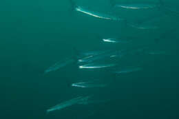 Image of Pelican barracuda