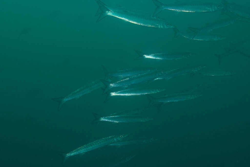 Image of Pelican barracuda