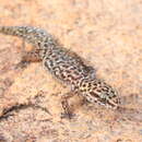 Imagem de Pachydactylus affinis Boulenger 1896