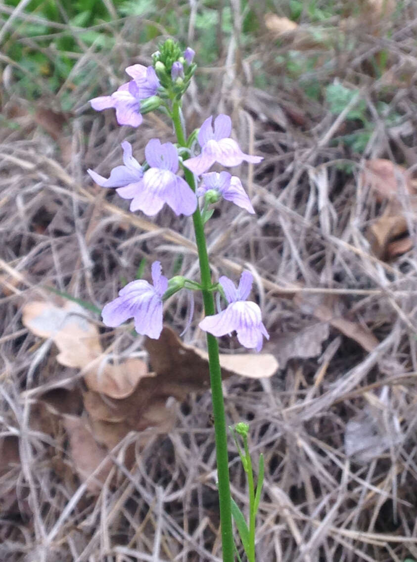 Image of Texas toadflax