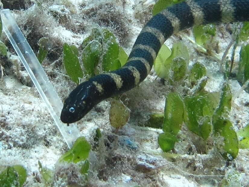 Image of Slender-necked Seasnake