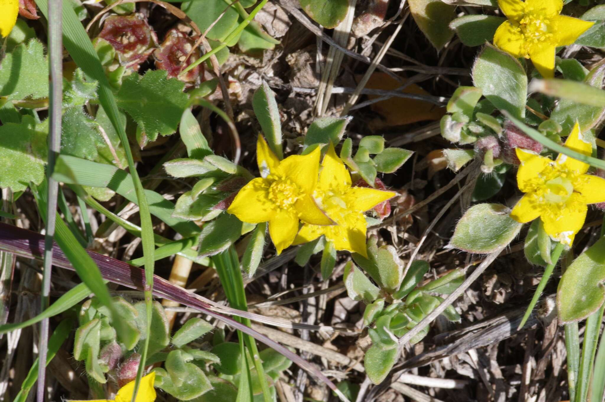 Image of Aizoon glinoides L. fil.