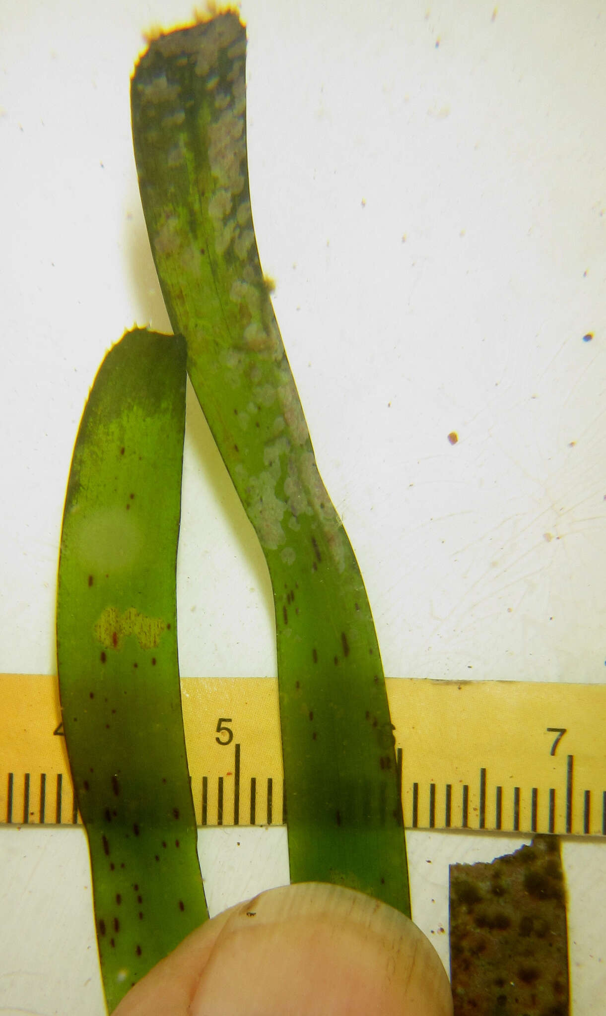 Image of Thalassodendron leptocaule Maria C. Duarte, Bandeira & Romeiras