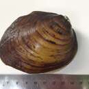 Image of Long Solid Mussel