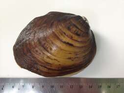 Image of Long Solid Mussel