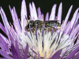 Image of Osmia niveata (Fabricius 1804)