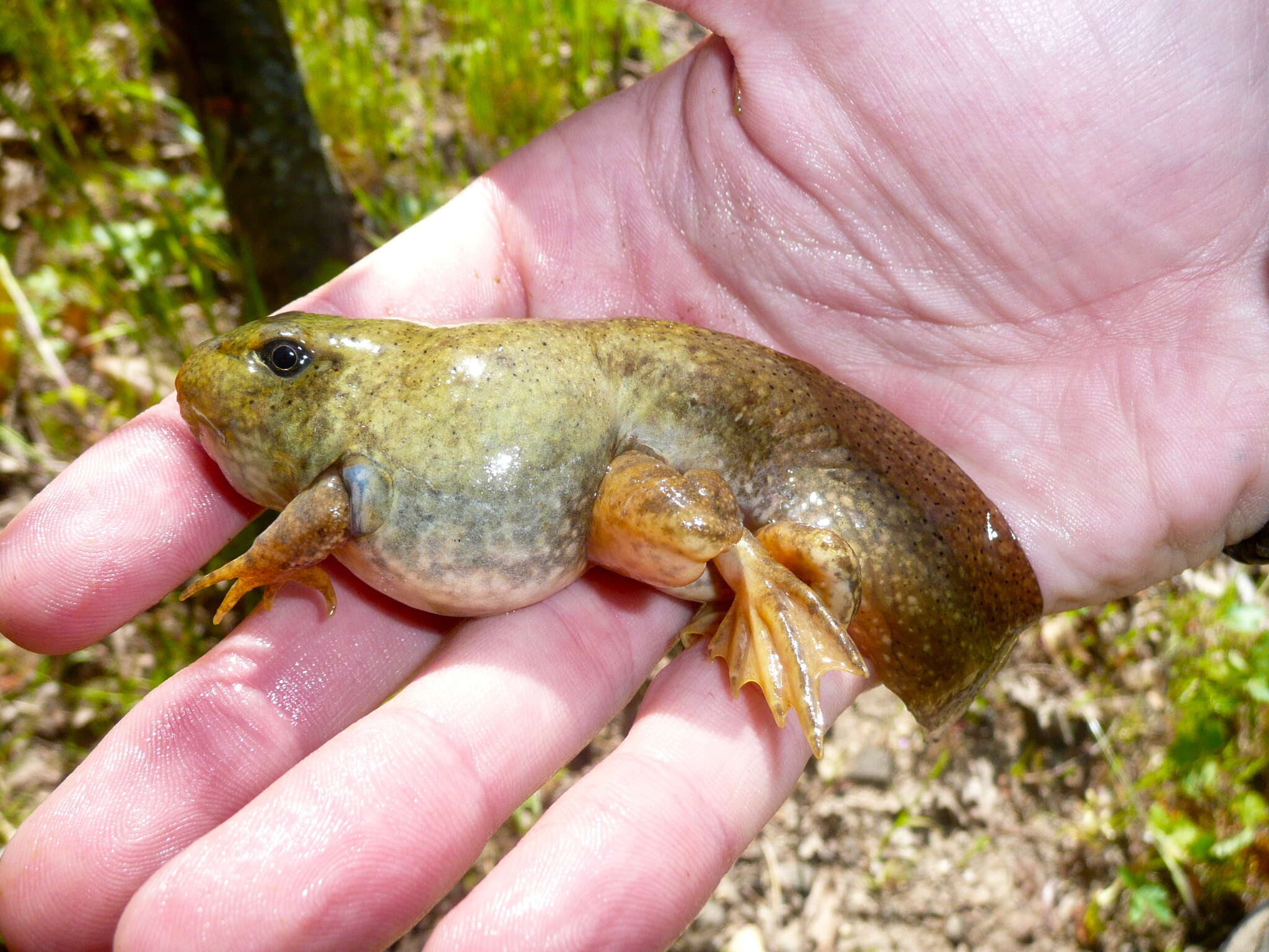 Image of American Bullfrog