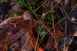 Image of Stylidium junceum subsp. junceum