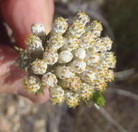 Image de Metalasia pallida Bolus