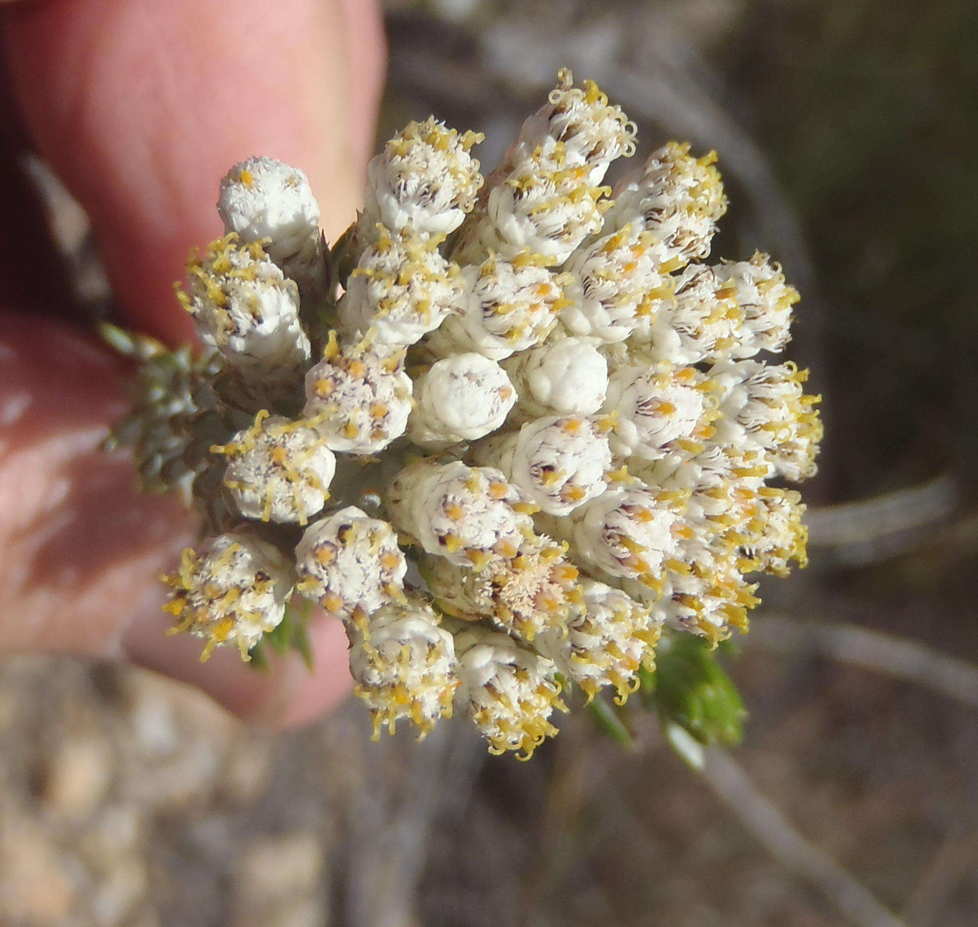 Image of Metalasia pallida Bolus