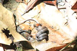 Image of Rustyhead Snake