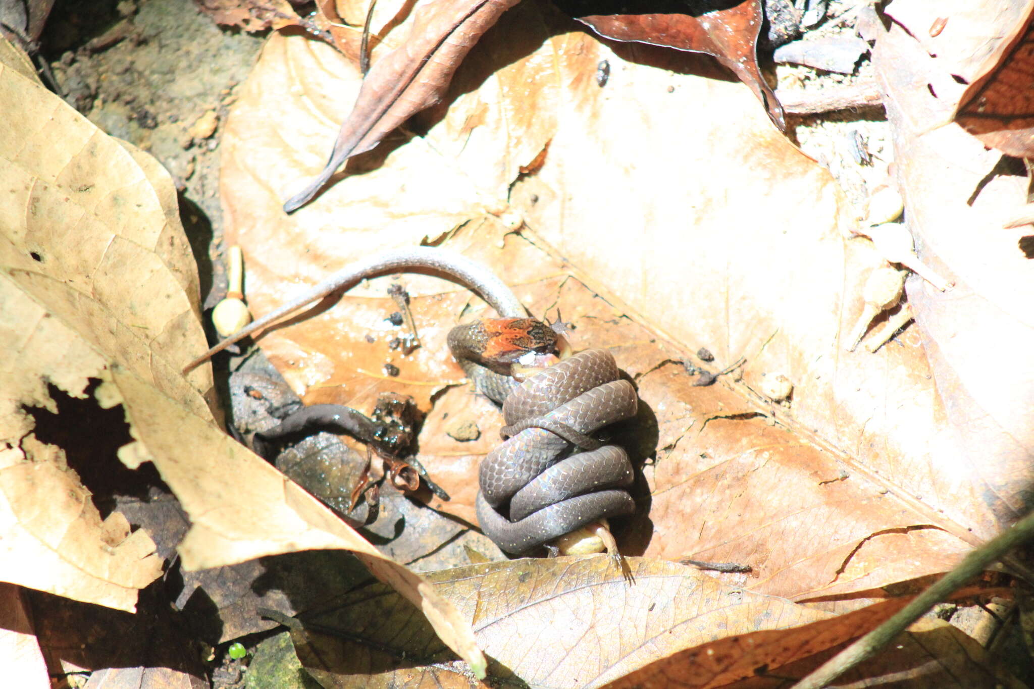 Image of Rustyhead Snake