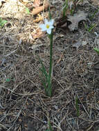 Sisyrinchium campestre E. P. Bicknell的圖片