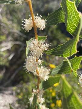 Image of Hakea anadenia Haegi