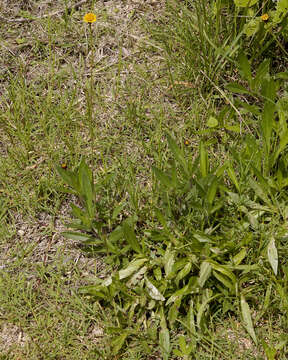 Image of Tridax coronopifolia (Kunth) Hemsl.