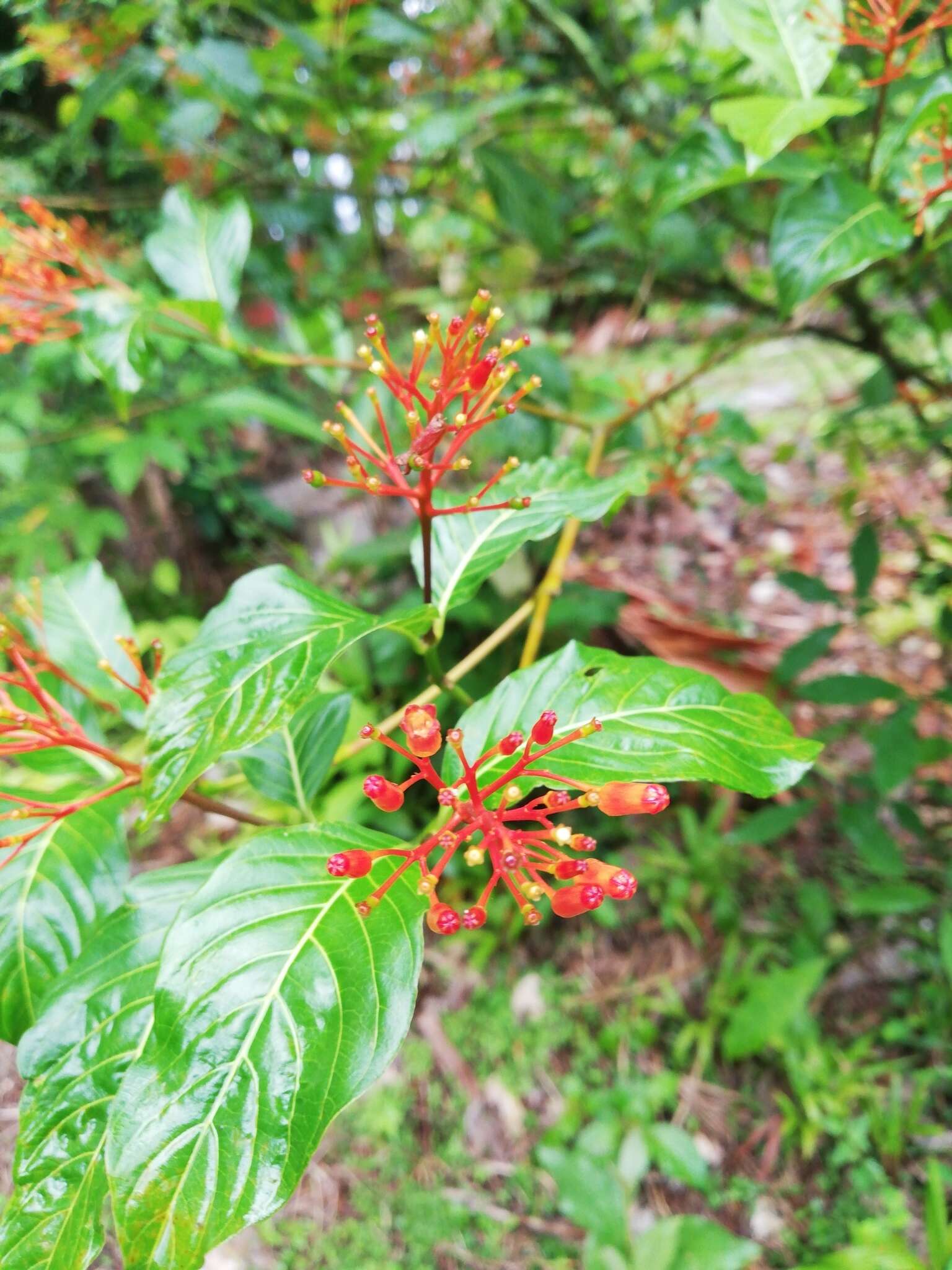 Plancia ëd Palicourea crocea (Sw.) Schult.