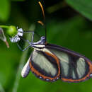 Image of Ithomia salapia Hewitson 1852