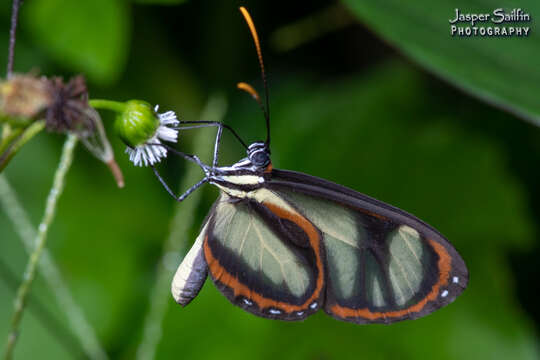 Image of Ithomia salapia Hewitson 1852