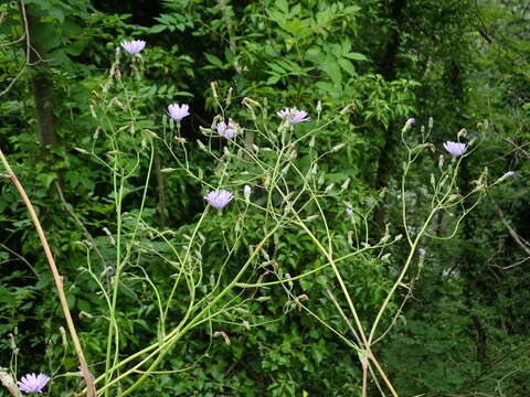 Image of Cicerbita macrophylla (Willd.) Wallr.