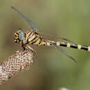 Image of Four-striped Leaftail