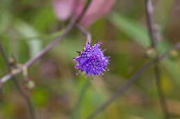 Image of Devil’s Bit Scabious