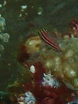 Image of Lined Triplefin