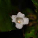 Image of Napeanthus bracteatus C. V. Morton