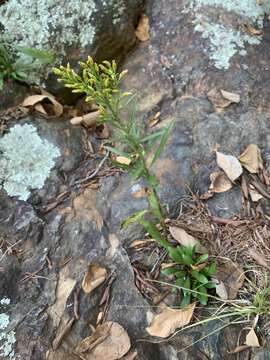 Plancia ëd Solidago plumosa Small