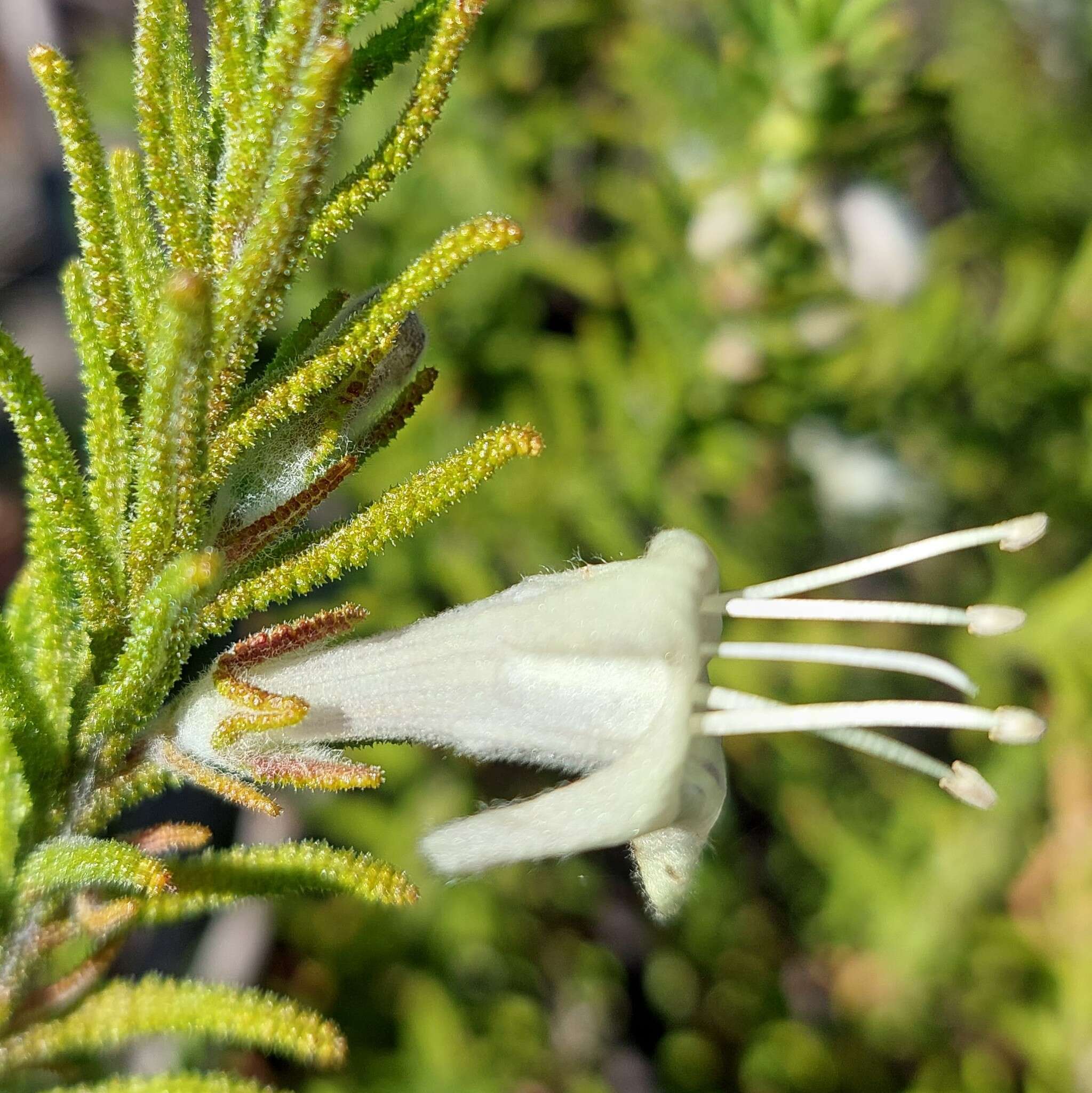 Image of Chloanthes stoechadis R. Br.