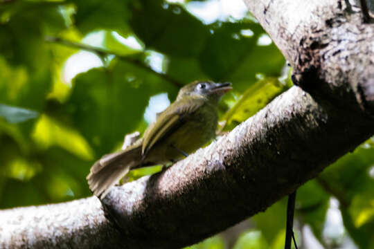 Plancia ëd Rhynchocyclus brevirostris (Cabanis 1847)