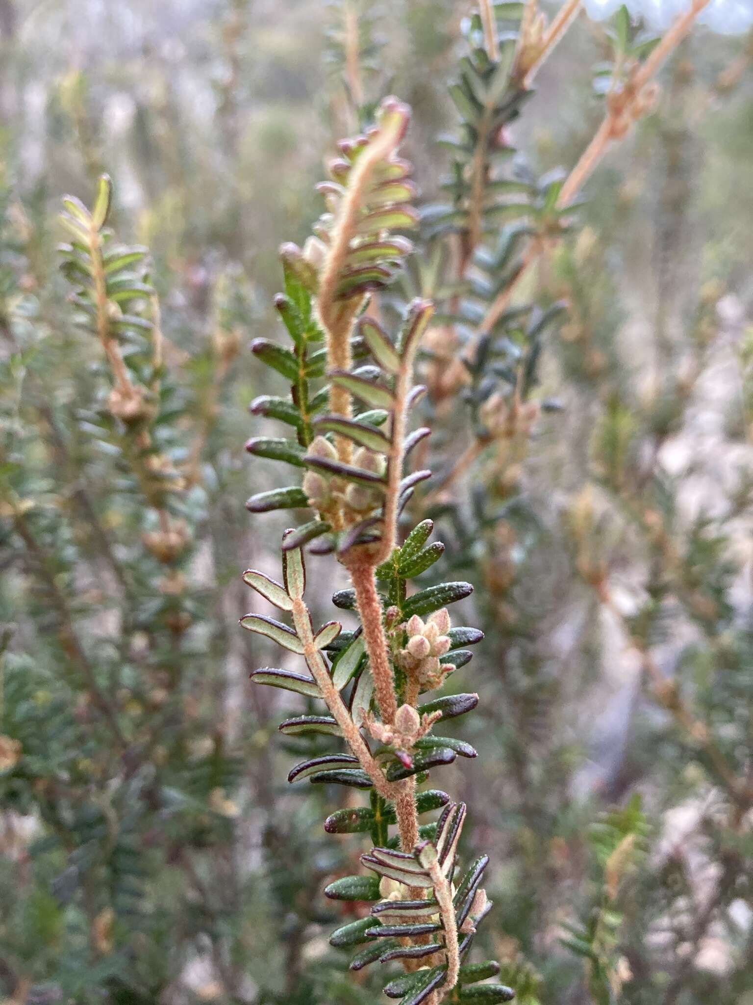 Image of Lovely Boronia