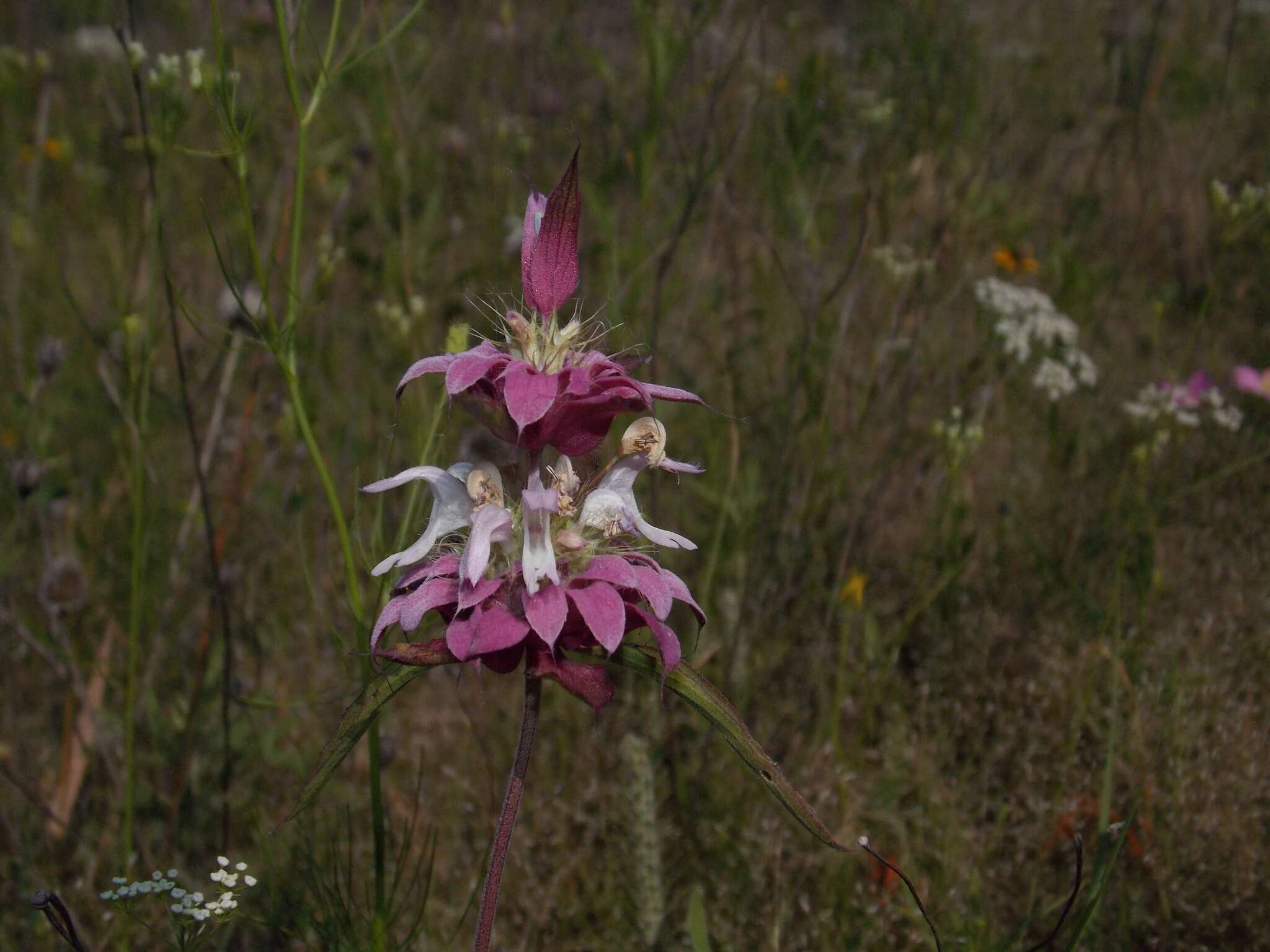 Monarda citriodora var. citriodora resmi