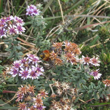 Image of Diplostephium phylicoides (Kunth) Wedd.